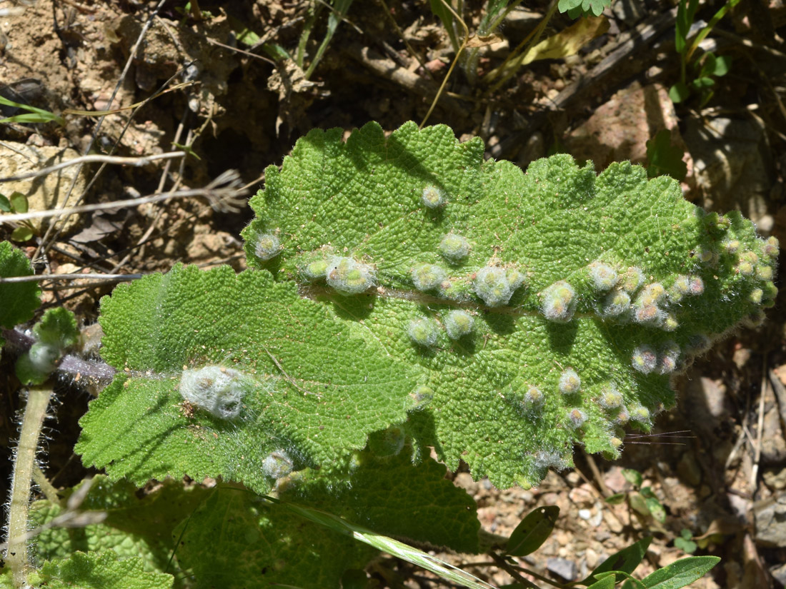 Изображение особи Salvia sclarea.