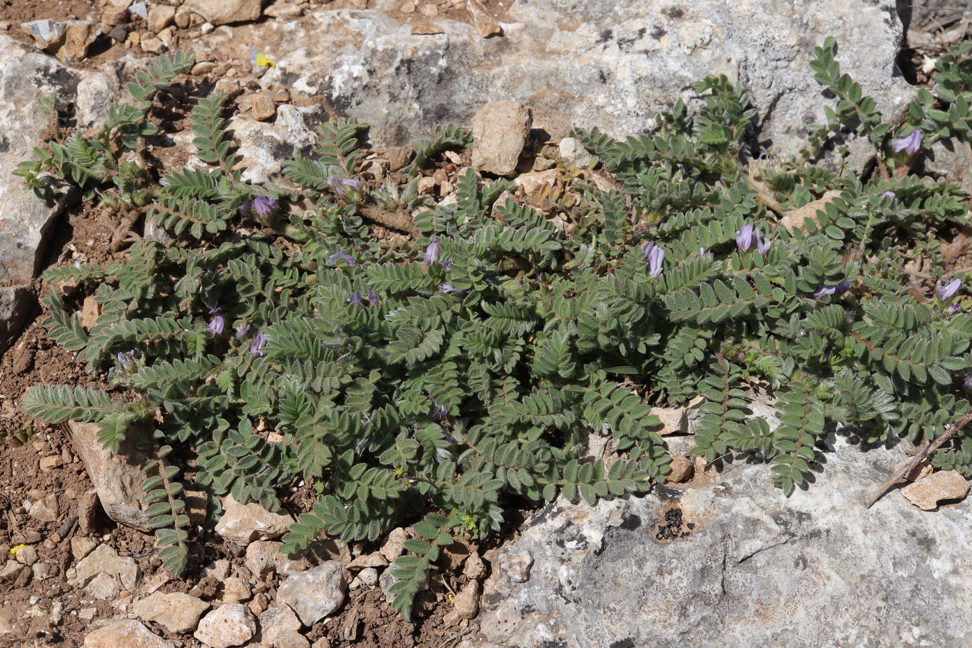 Image of Astragalus sinaicus specimen.
