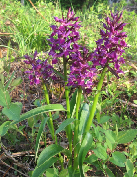 Image of Dactylorhiza aristata specimen.