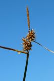 View full-size image Carex flava