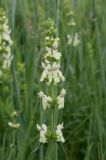View full-size image Stachys recta