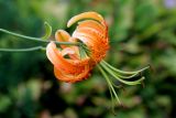 Смотреть изображение Lilium henryi