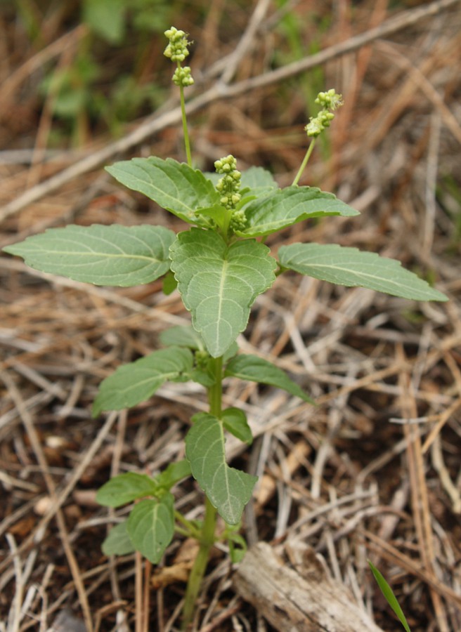 Изображение особи Mercurialis annua.