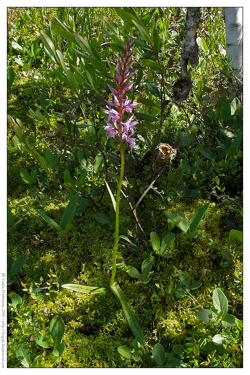 Image of Dactylorhiza fuchsii specimen.