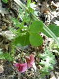 Lathyrus rotundifolius