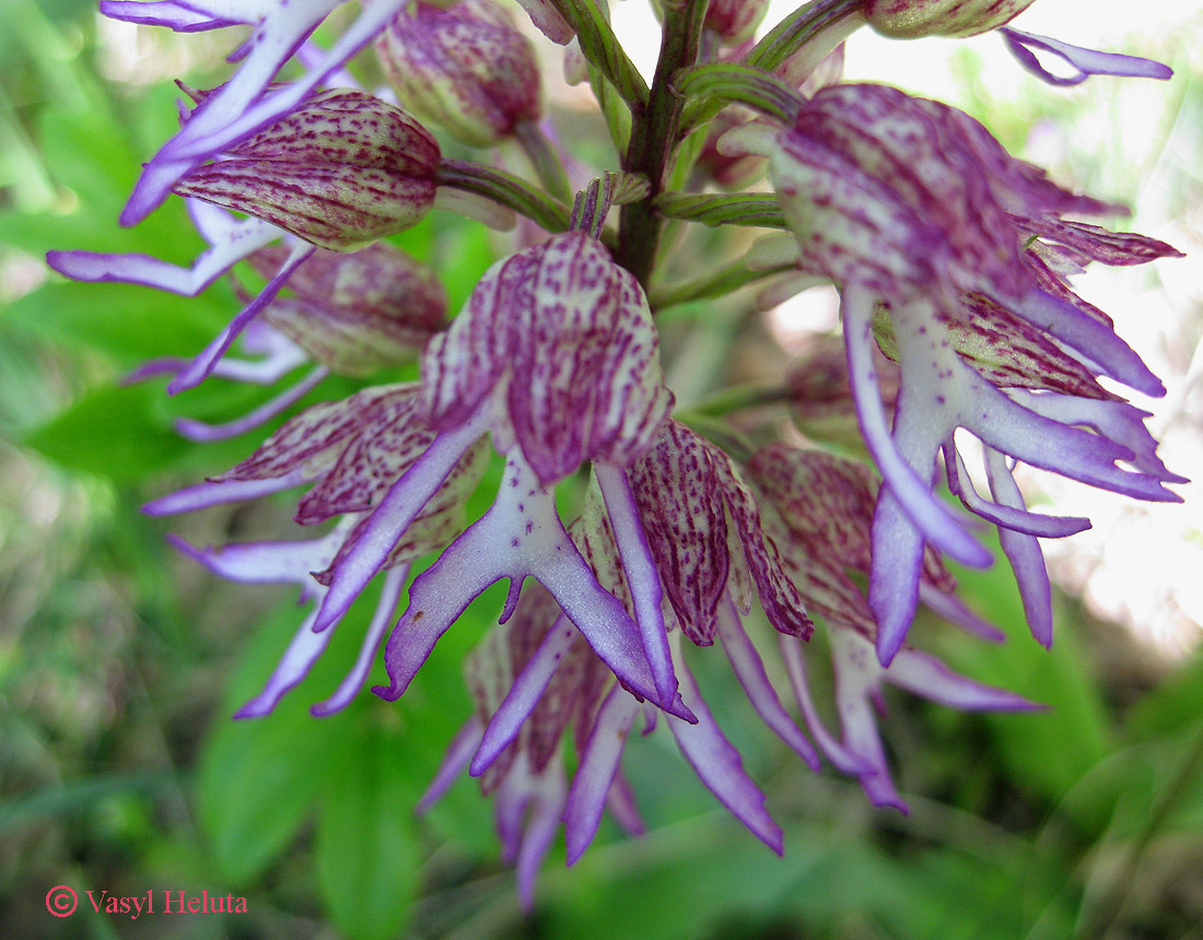 Image of Orchis &times; angusticruris specimen.