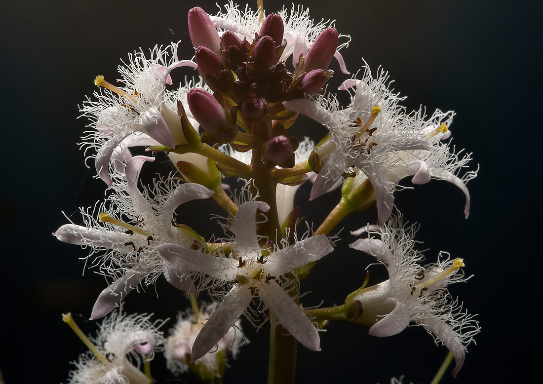 Изображение особи Menyanthes trifoliata.