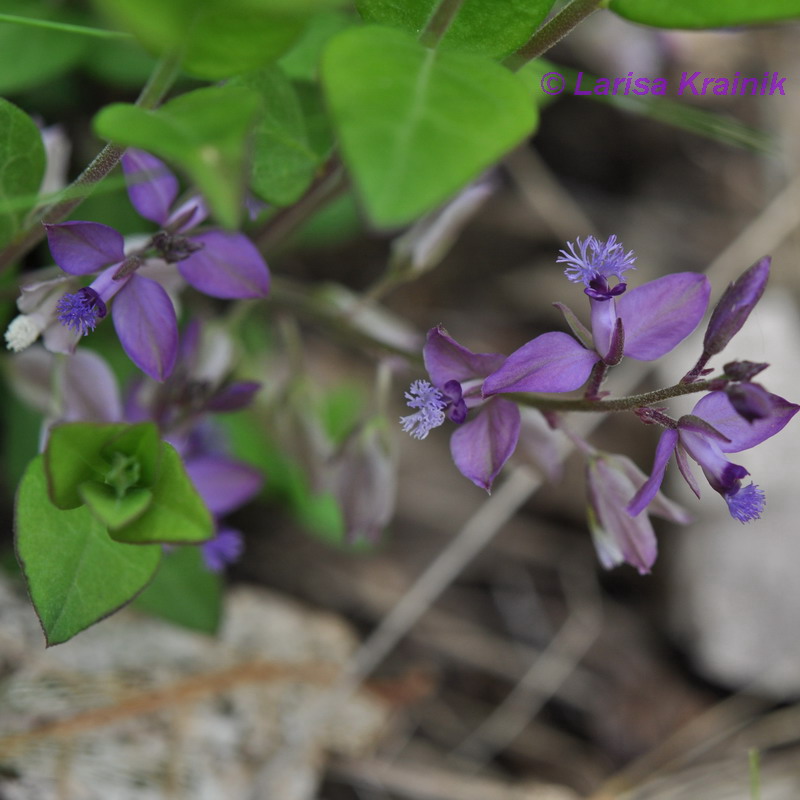 Image of Polygala japonica specimen.