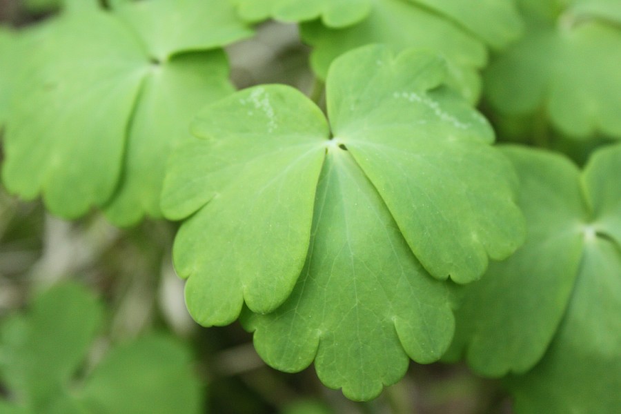 Image of Aquilegia sibirica specimen.