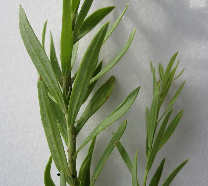 Image of Linaria acutiloba specimen.