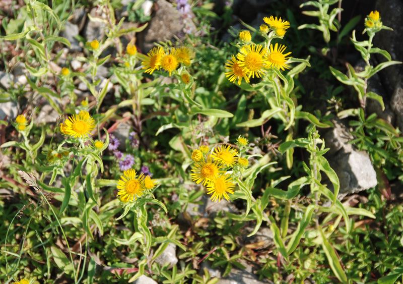 Image of Inula britannica specimen.