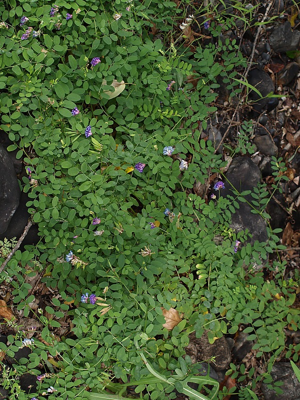 Image of Vicia amurensis specimen.