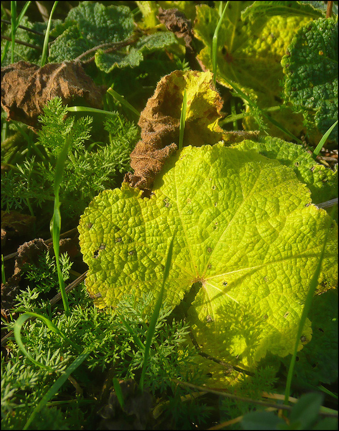 Image of Alcea rugosa specimen.