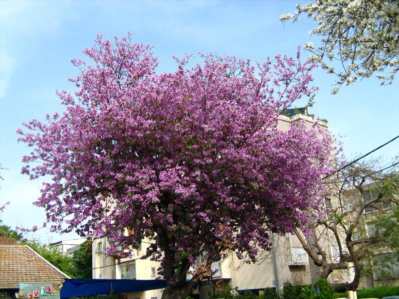 Image of Bauhinia variegata specimen.