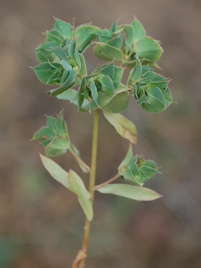 Изображение особи Euphorbia falcata.