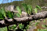 Larix sukaczewii