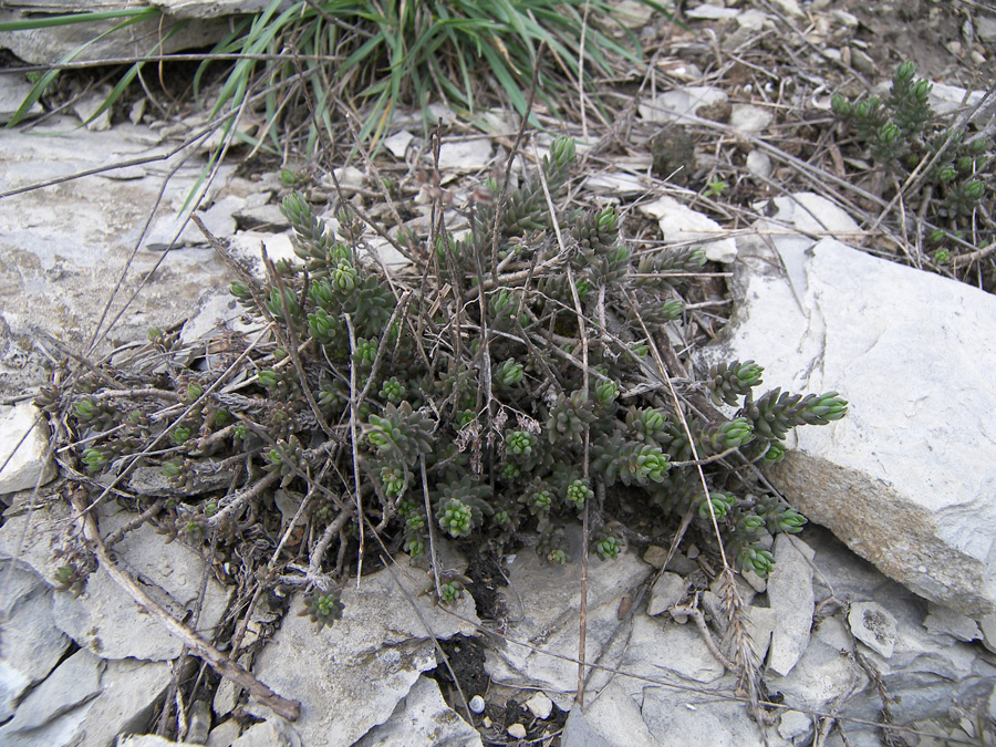 Image of Sedum subulatum specimen.