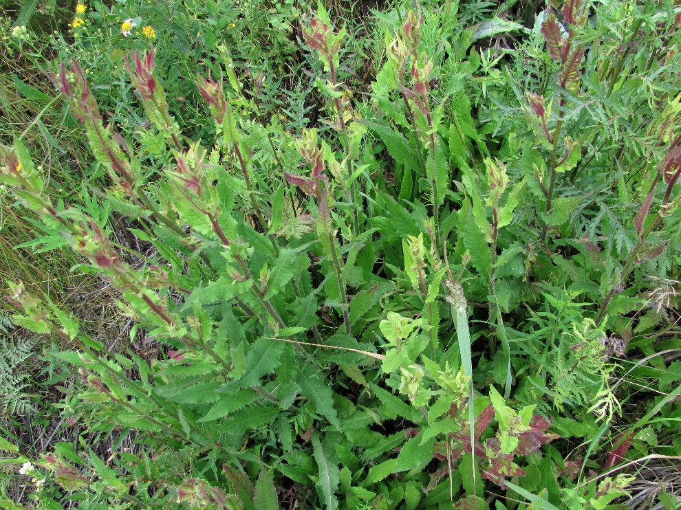 Image of Picris hieracioides specimen.