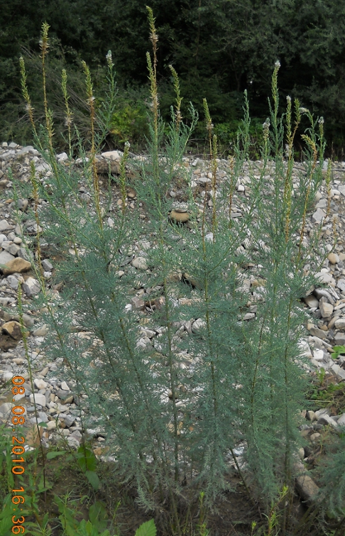 Image of Myricaria germanica specimen.