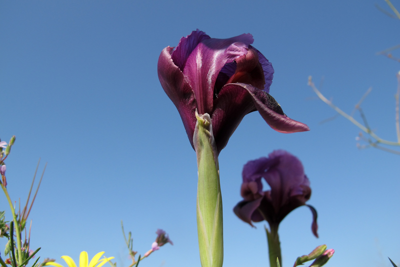 Image of Iris mariae specimen.