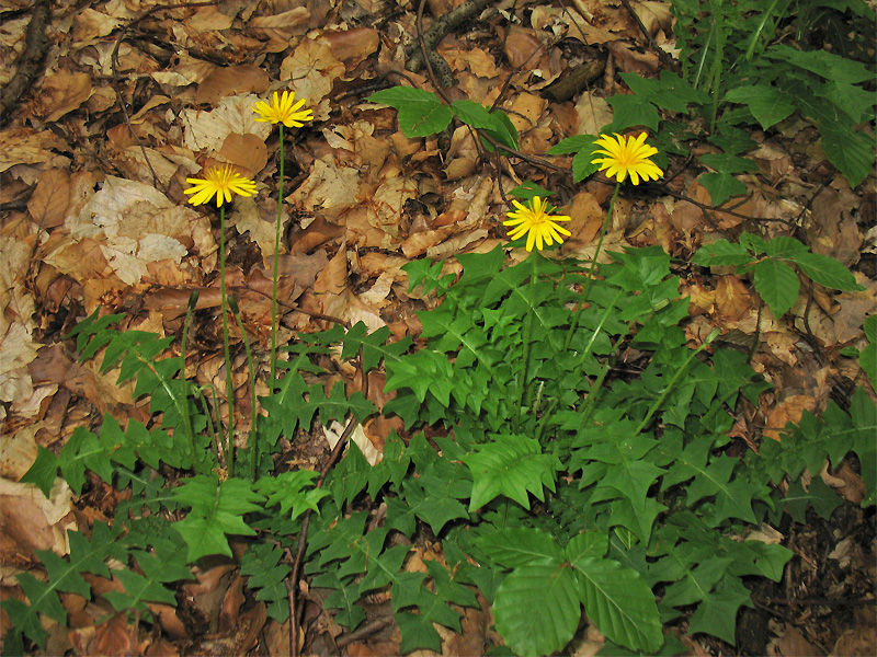 Image of Aposeris foetida specimen.