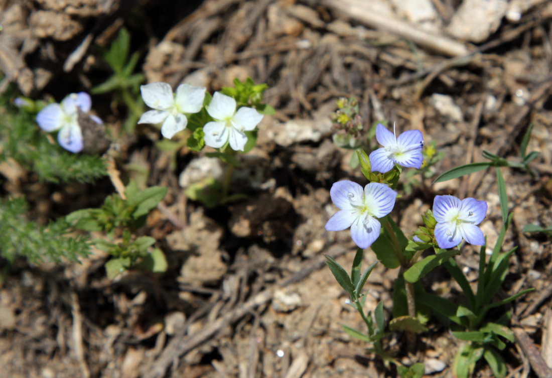 Изображение особи Veronica stylophora.