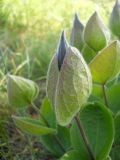 Clematis integrifolia. Верхушка побега с бутоном. Крым, Ялтинская яйла. 4 июня 2012 г.