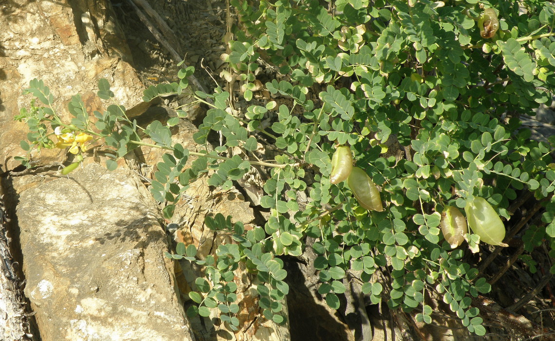 Image of Colutea cilicica specimen.