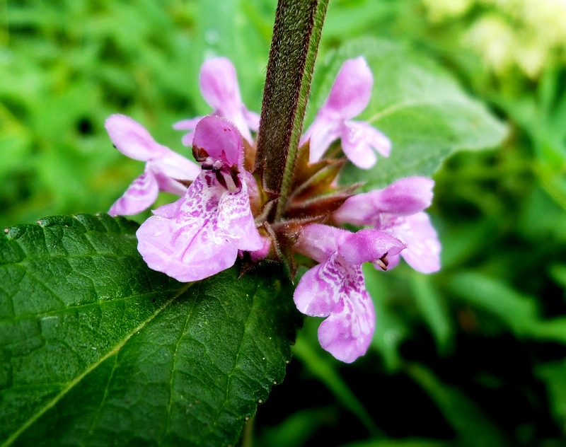 Изображение особи Stachys palustris.