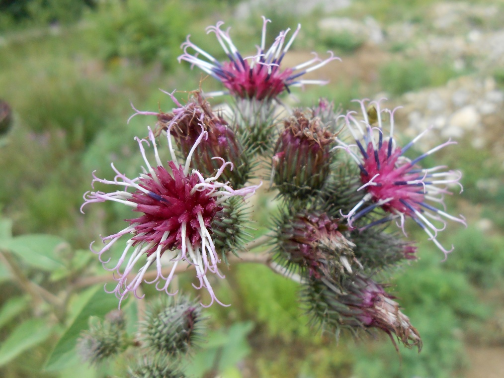 Image of Arctium minus specimen.