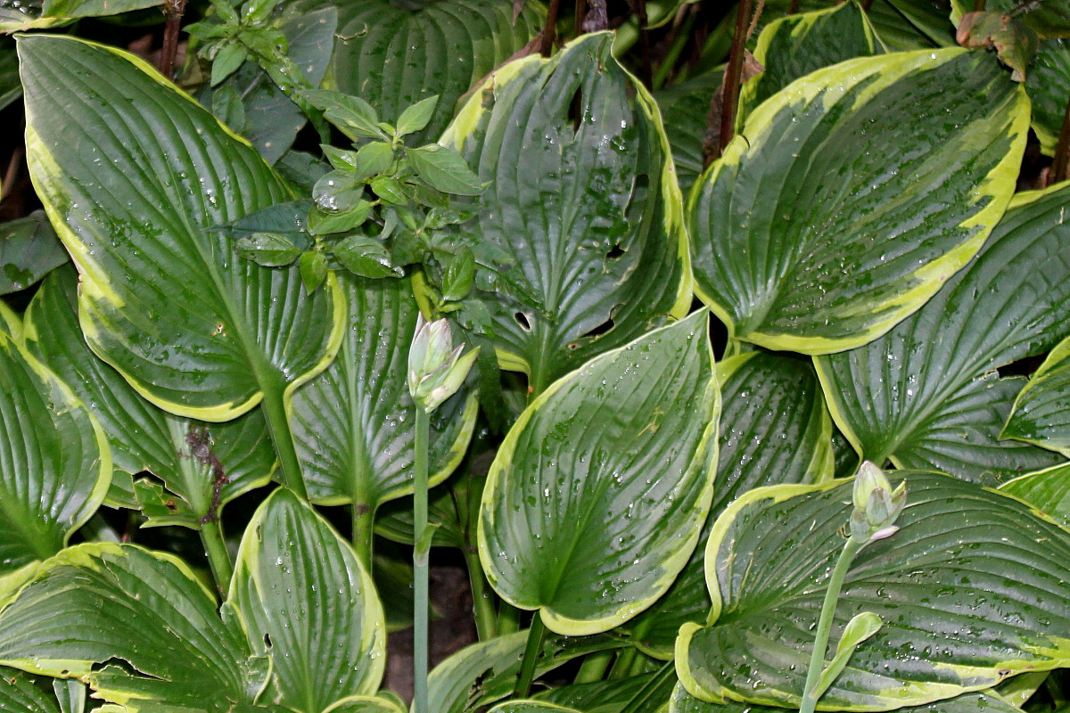 Изображение особи Hosta fortunei.