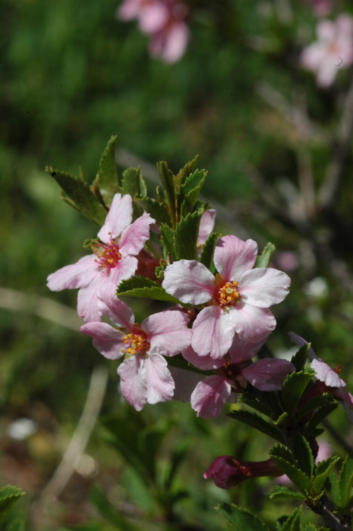 Image of Cerasus tianshanica specimen.