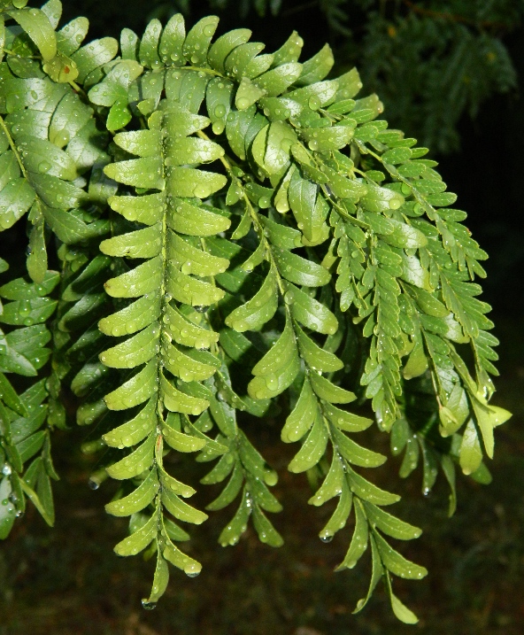 Image of Gleditsia triacanthos specimen.