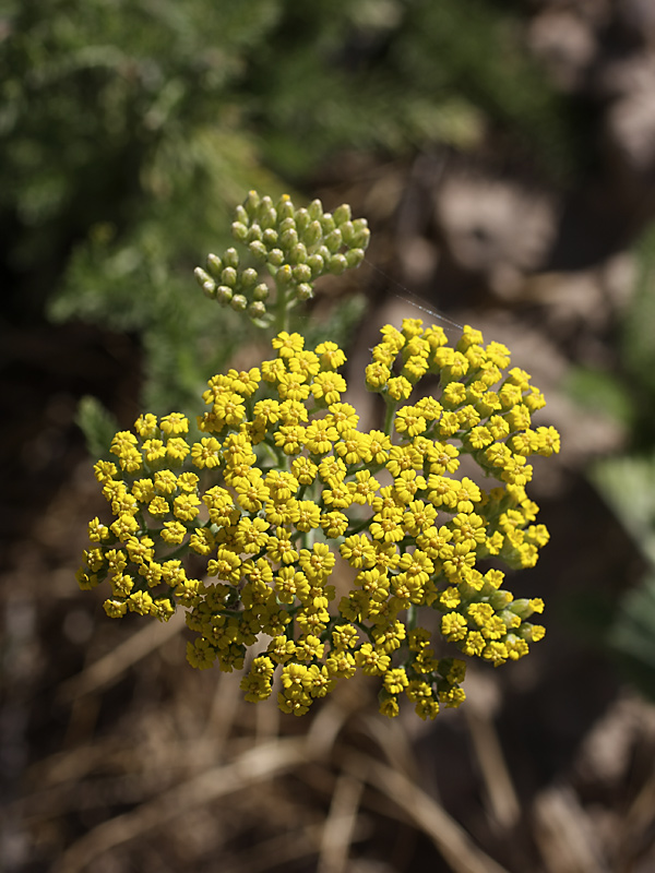 Image of Achillea arabica specimen.