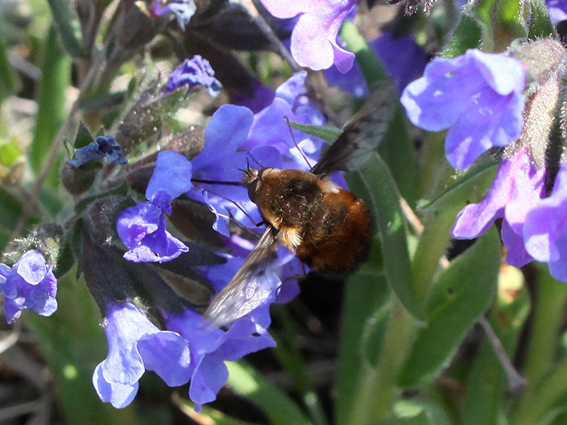 Image of Pulmonaria angustifolia specimen.