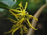 Hamamelis virginiana. Цветок. ФРГ, Нижняя Саксония, Ольденбург, ботанический сад Ольденбургского университета. 1 сентября 2007 г.