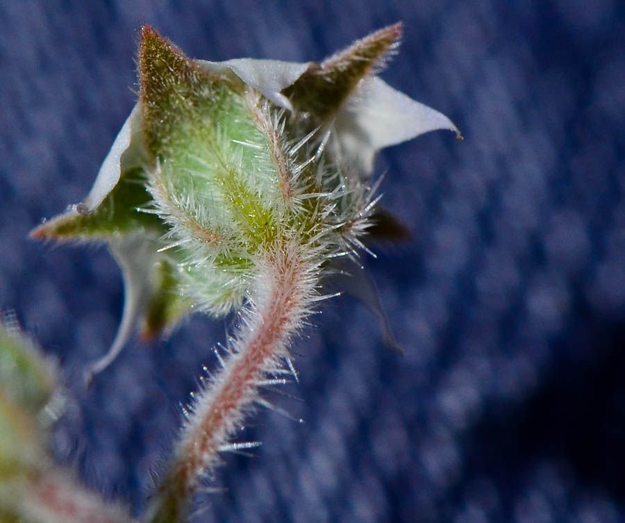 Image of Trichodesma africana specimen.