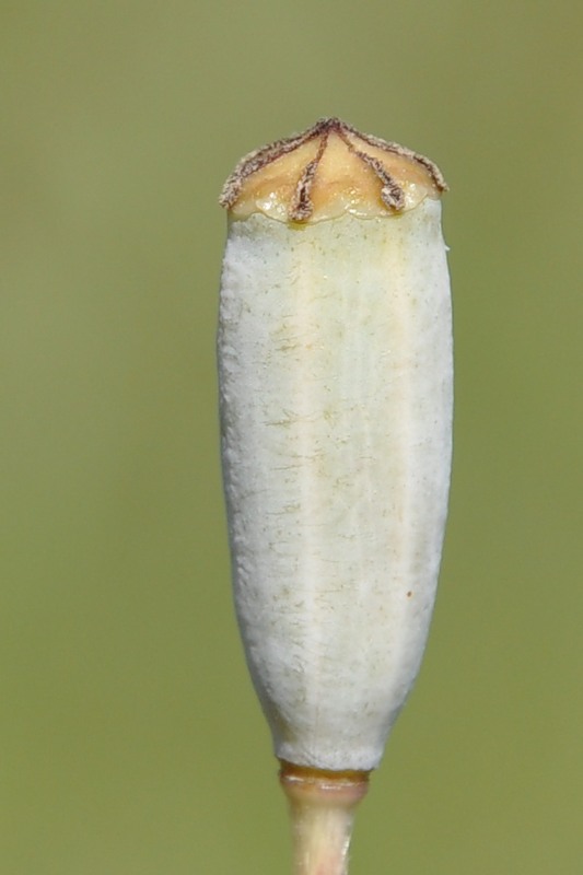 Image of Papaver albiflorum specimen.