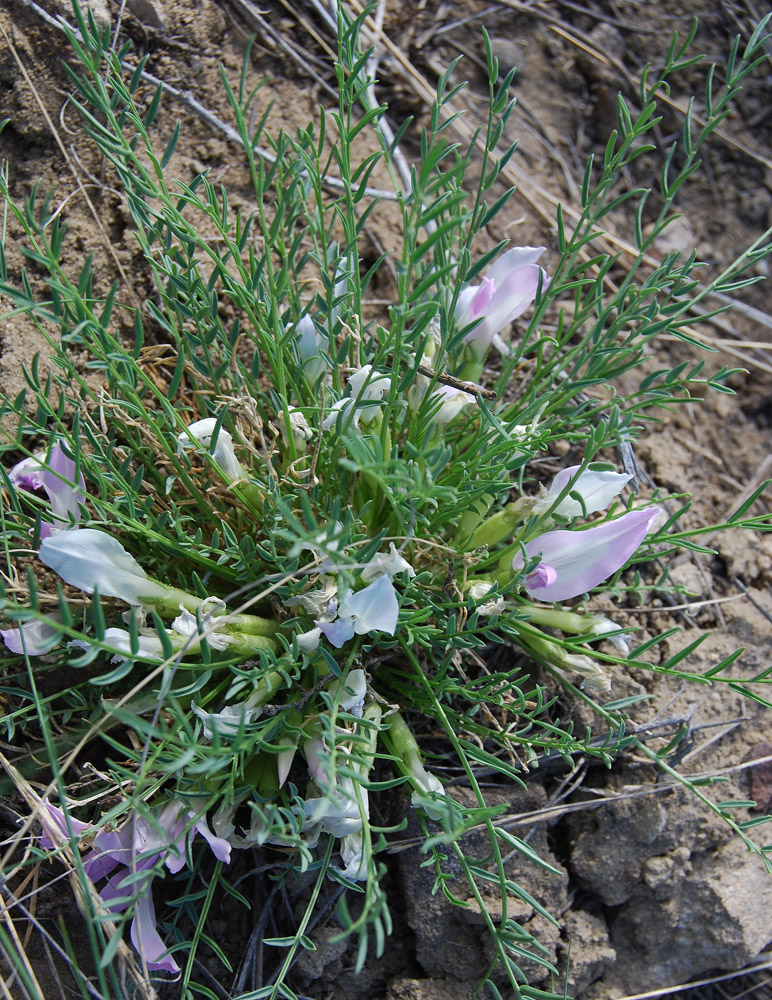 Image of Oxytropis squammulosa specimen.