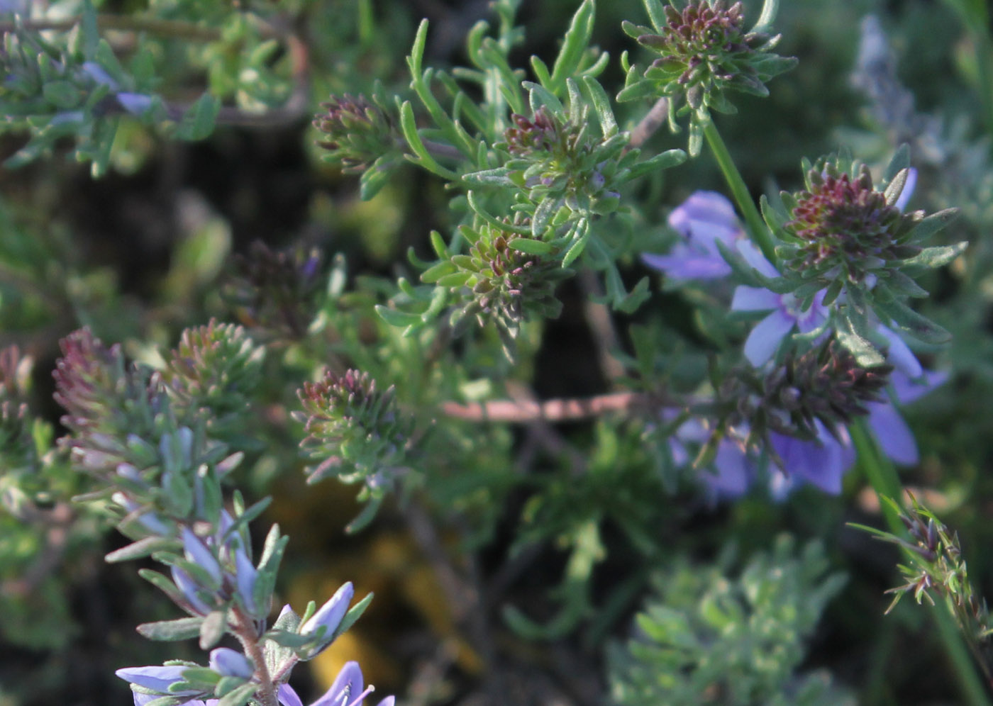 Image of Veronica multifida specimen.