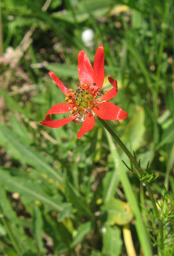 Image of Adonis flammea specimen.