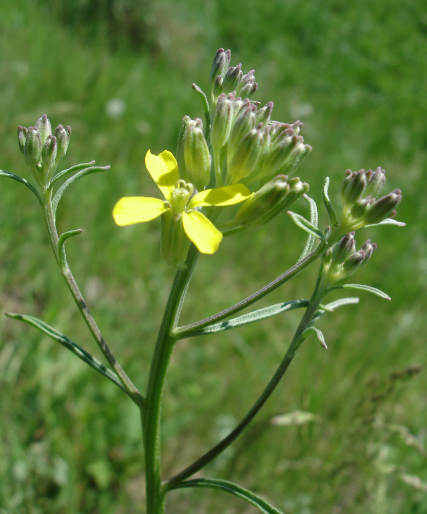 Image of Erysimum canescens specimen.