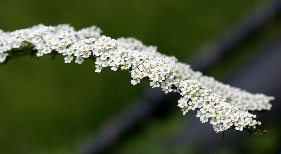 Изображение особи род Spiraea.