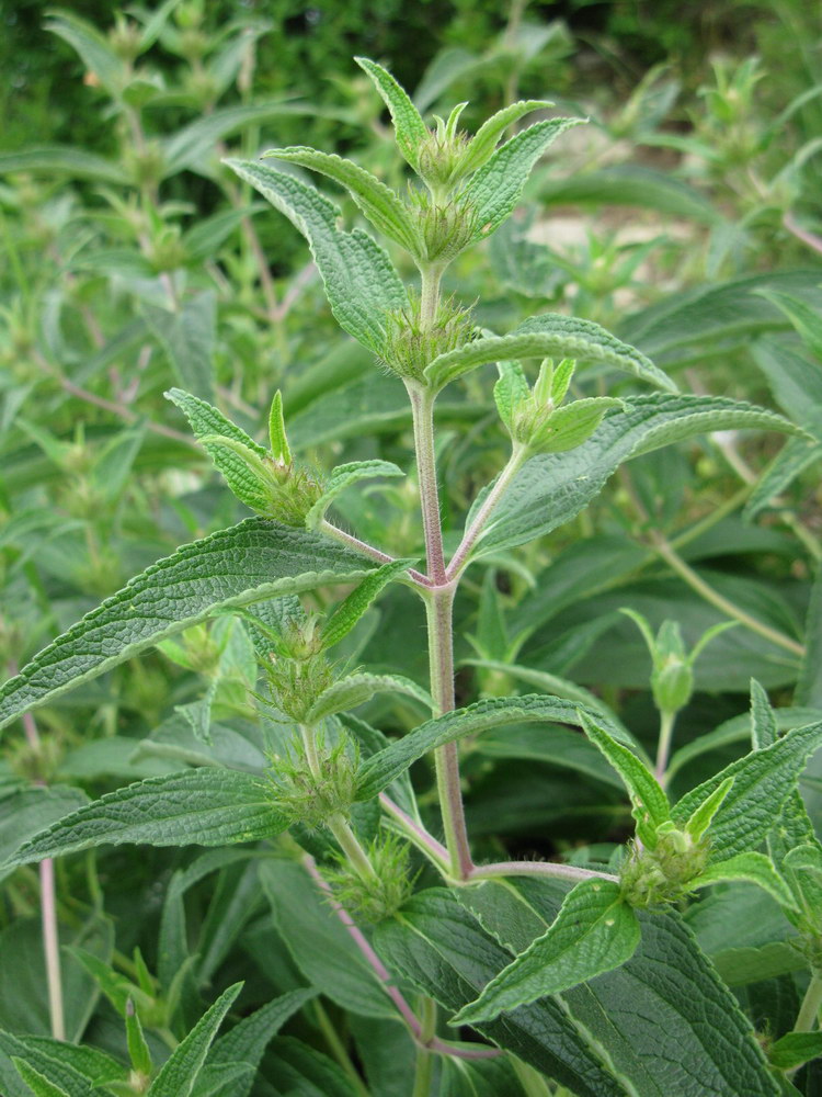 Image of Phlomis pungens specimen.