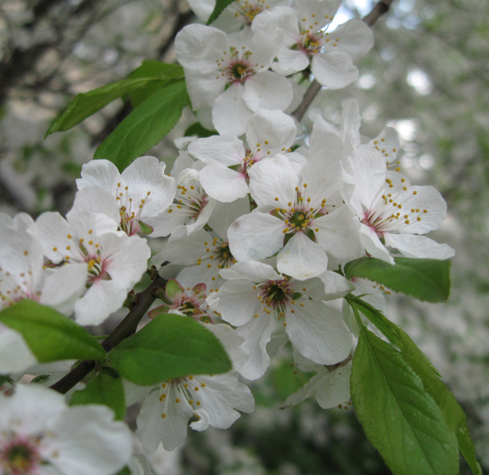 Image of Prunus cerasifera specimen.