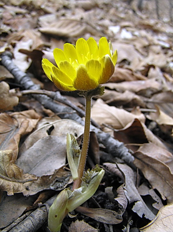 Image of Adonis amurensis specimen.