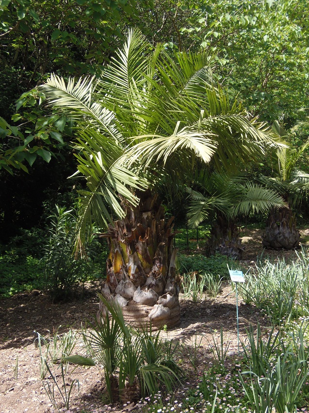 Image of Jubaea chilensis specimen.