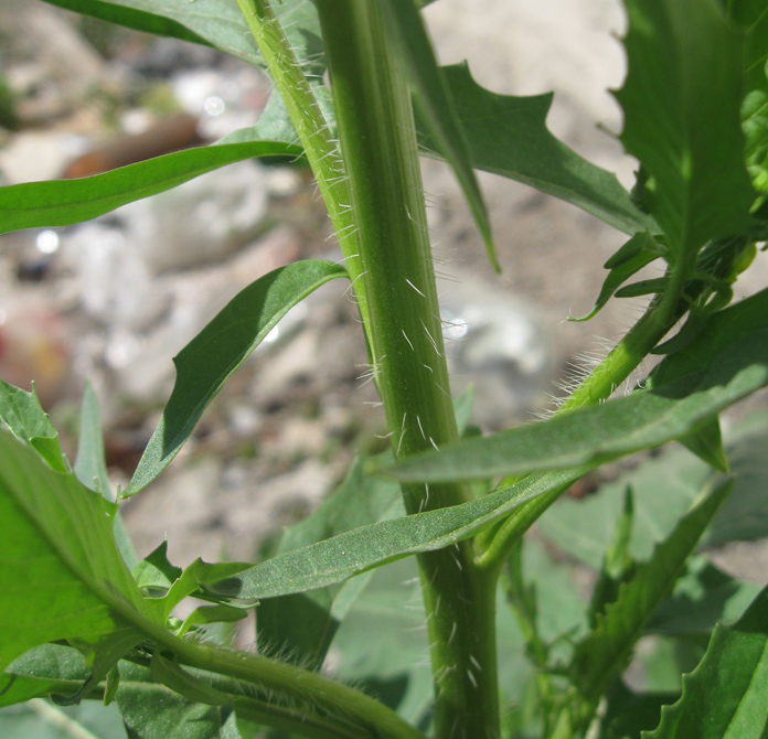 Image of Sisymbrium loeselii specimen.