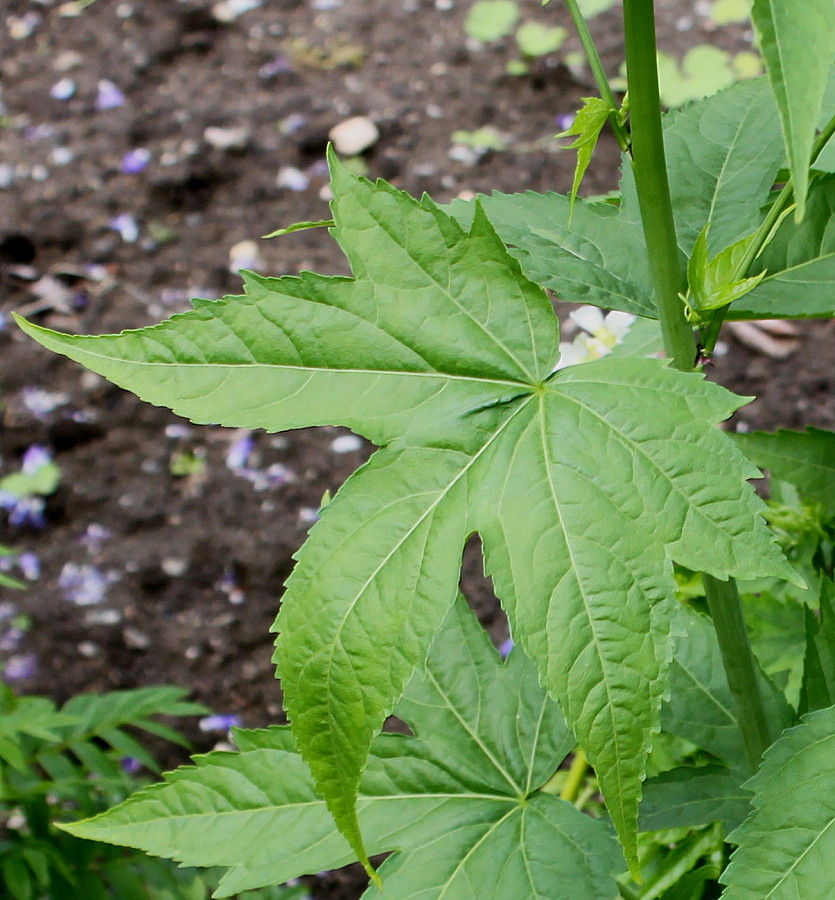 Image of familia Malvaceae specimen.