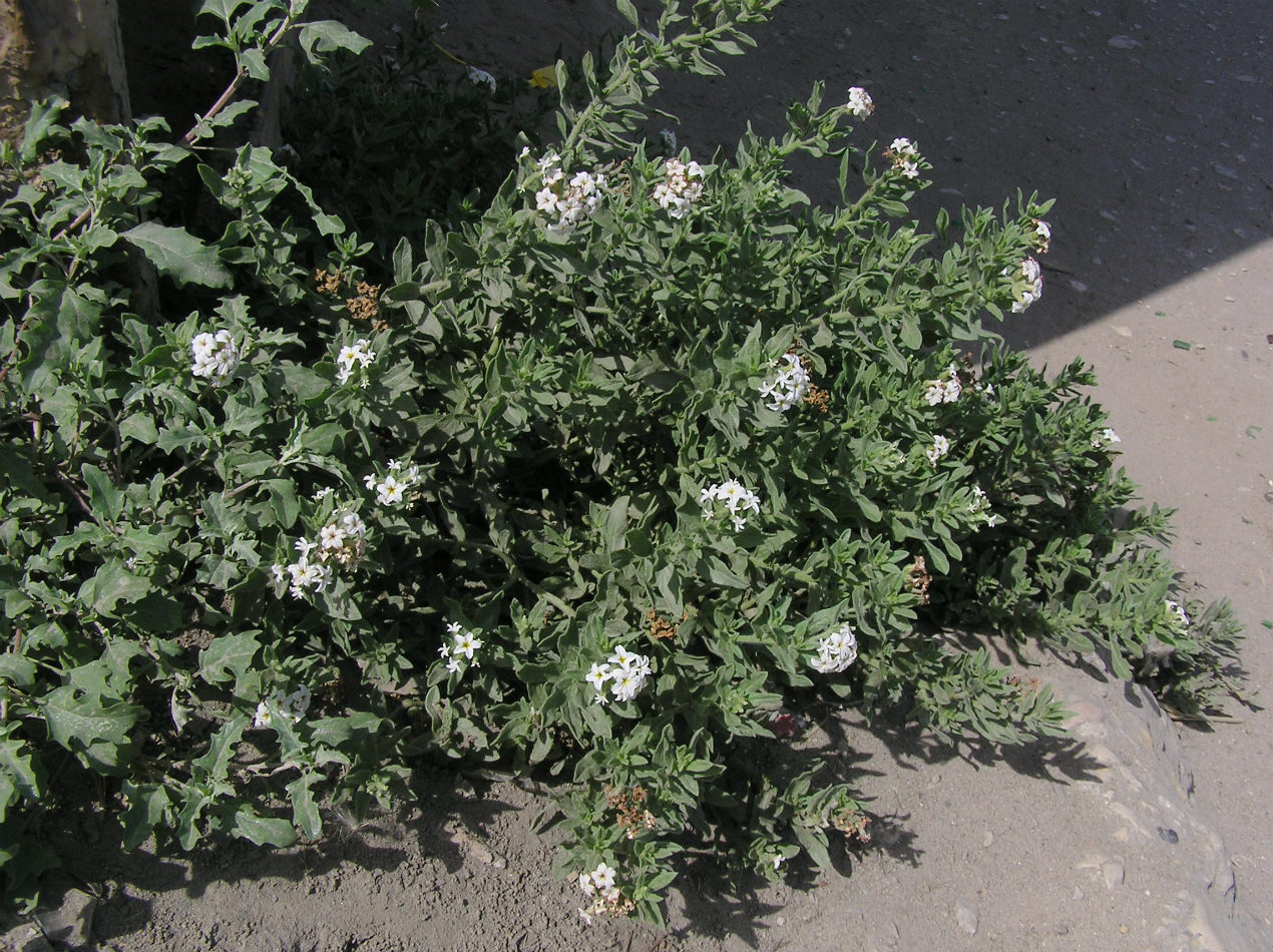 Image of Argusia sibirica specimen.